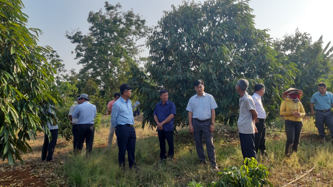 ĐX sầu